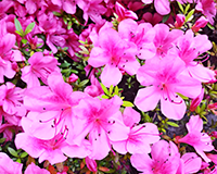 symbol_flower.png